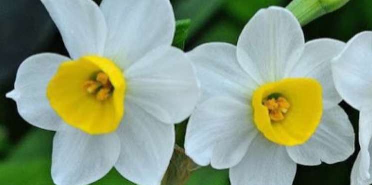 Vive les jolies fleurs du printemps : des soleils à la sortie de l'hiver